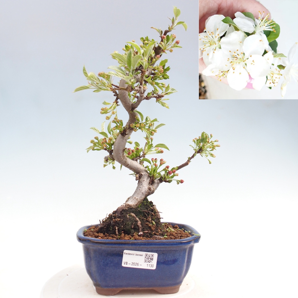 Outdoor Bonsai - Malus sargentii - Kleinfrüchtiger Apfelbaum