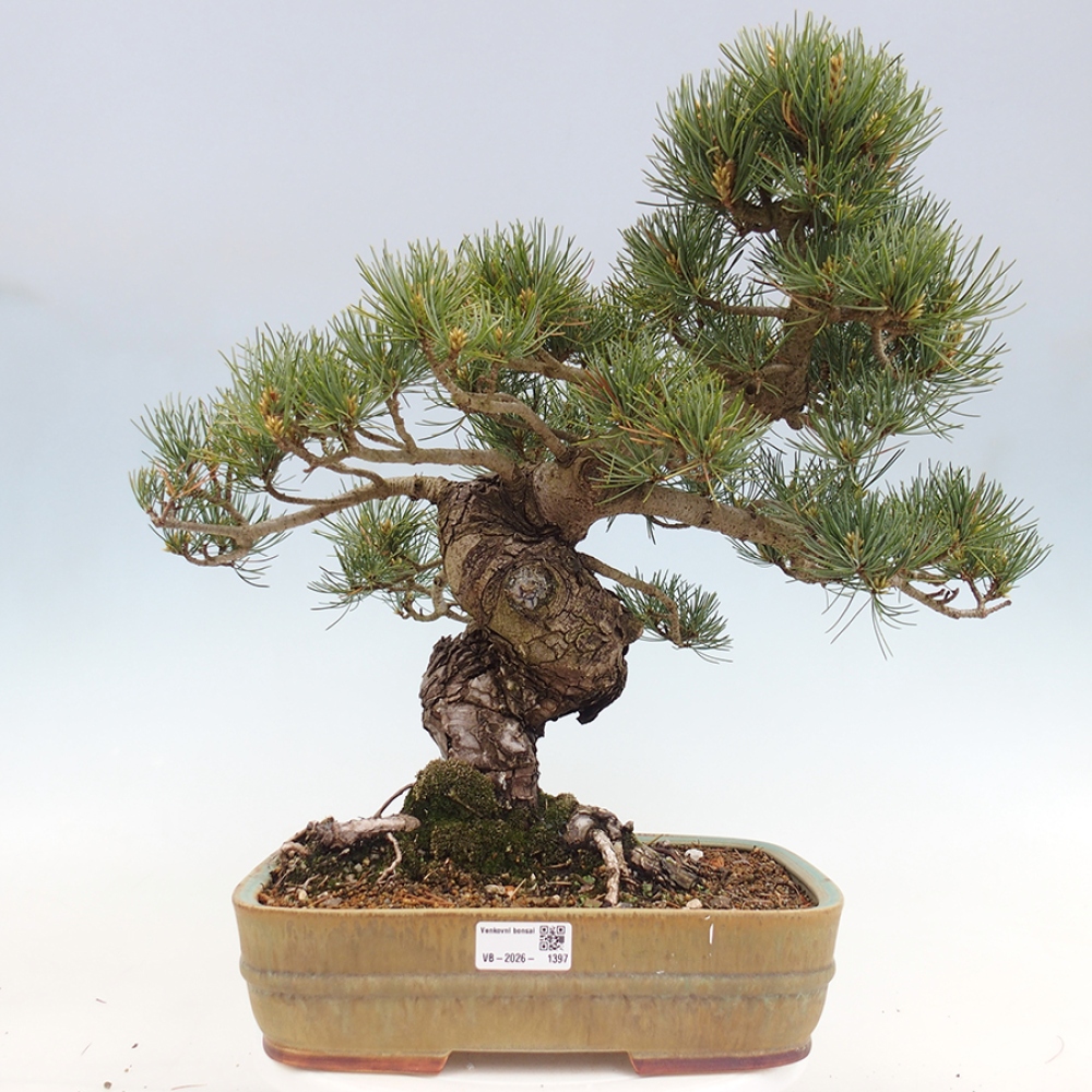 Bonsai für draußen - Pinus parviflora - Pinus parviflora