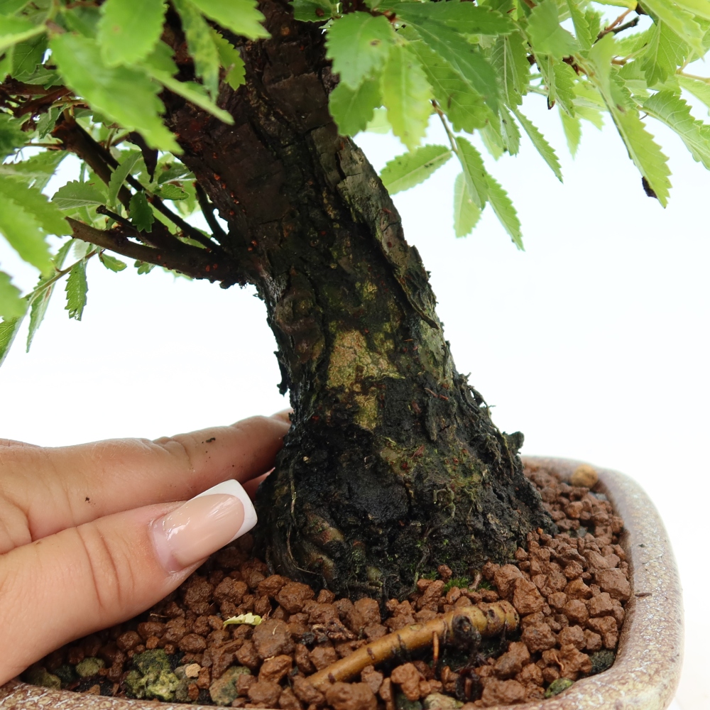 Bonsai für draußen - Zelkova - Zelkova NIRE