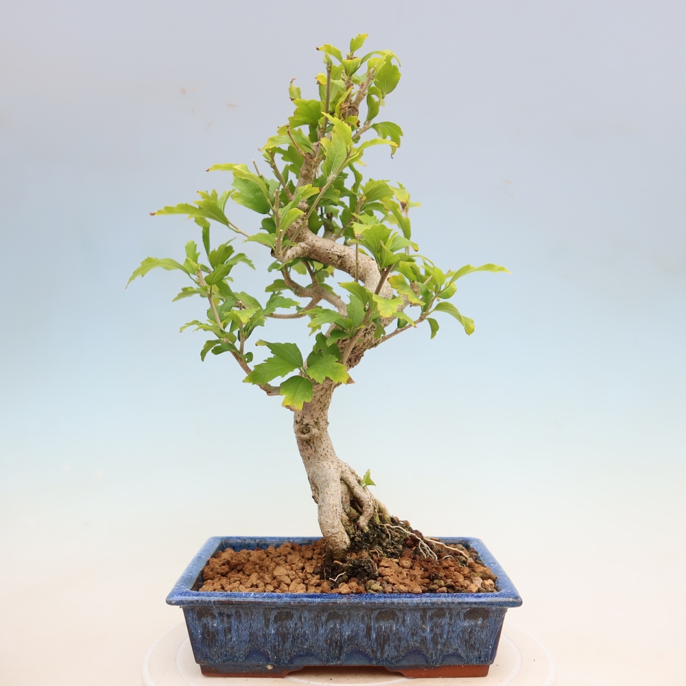 Bonsai für den Außenbereich – Hibiscus syriacus – Syrischer Hibiskus