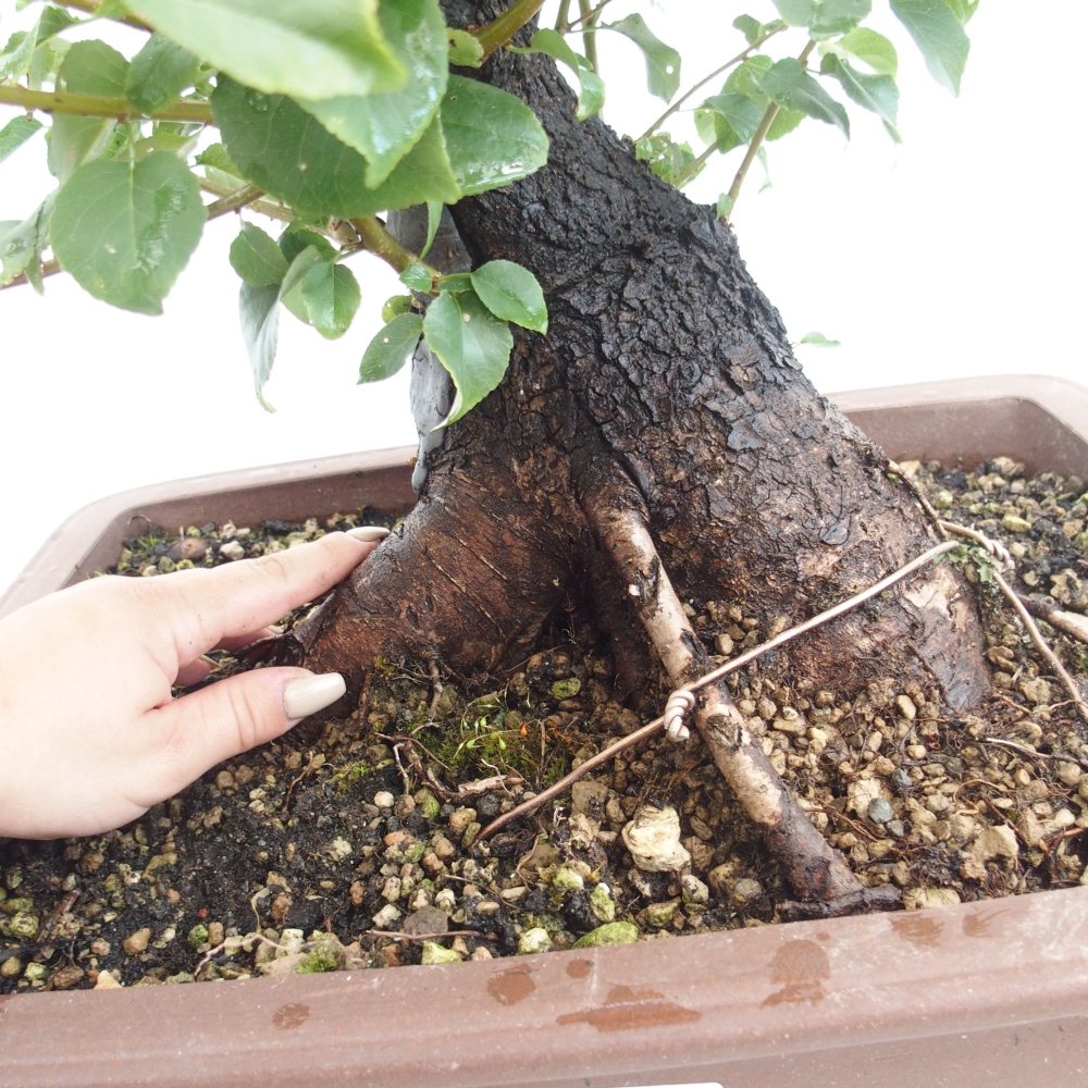 Bonsai für draußen - Mahalebka - Prunus mahaleb