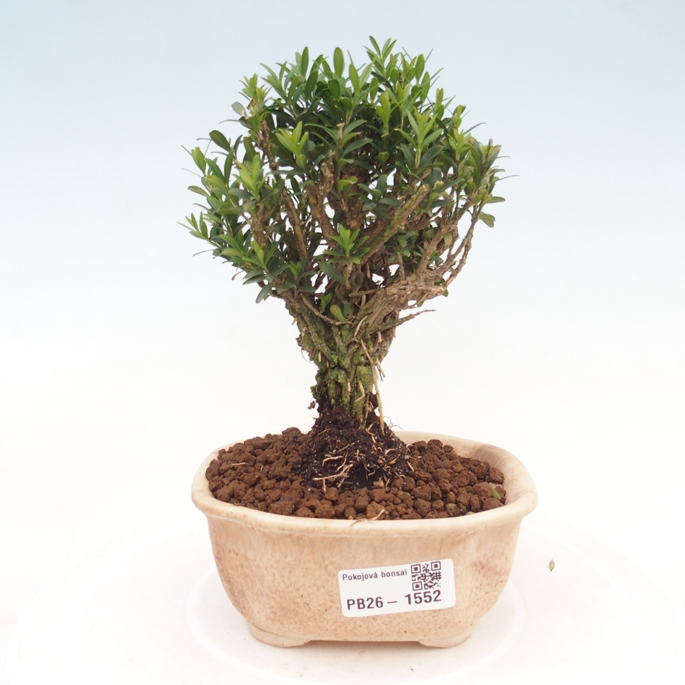 Zimmer Bonsai - Buxus harlandii - Korkbuxus