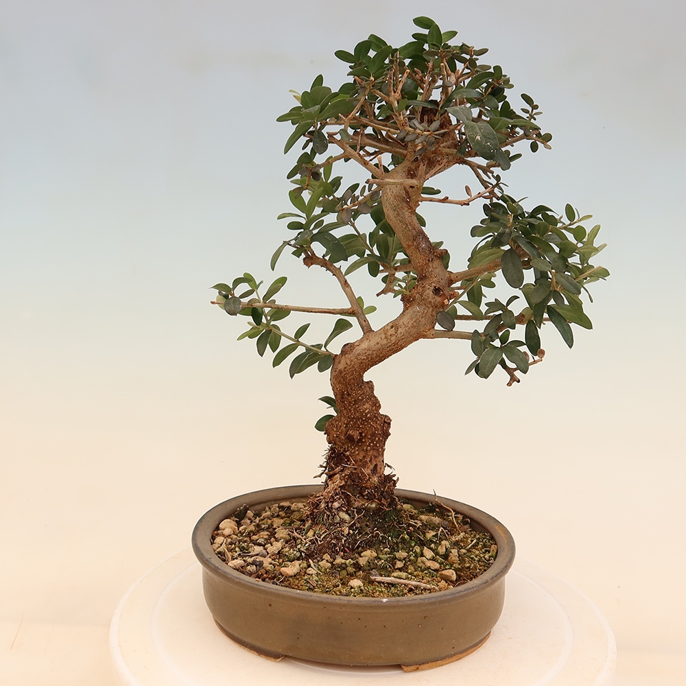 Zimmerbonsai - Olea europaea sylvestris