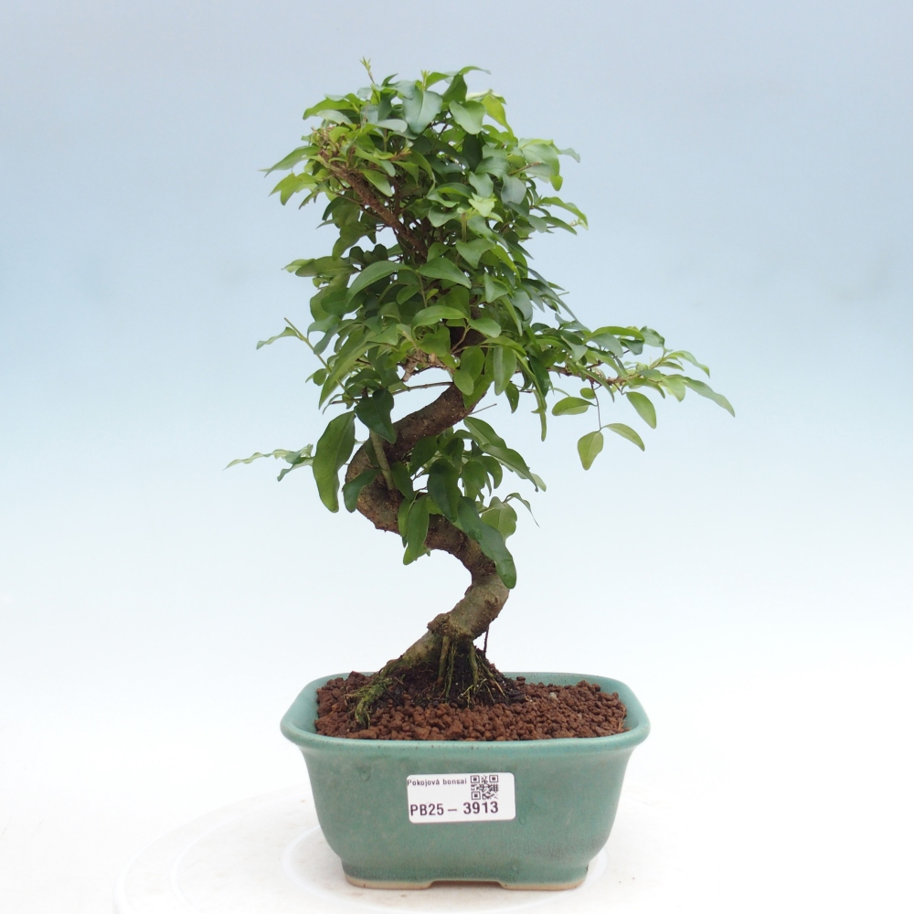 Zimmer Bonsai -Ligustrum chinensis - Vogelschnabel