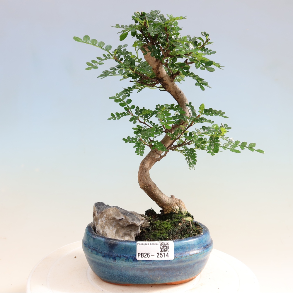 Zimmer Bonsai - Zantoxylum piperitum - Pfefferbaum