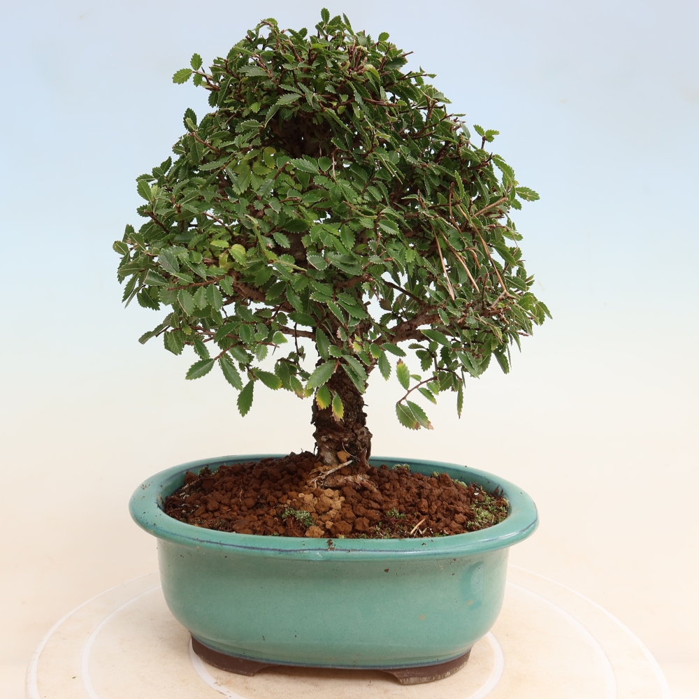 Bonsai für draußen - Zelkova - Zelkova NIRE