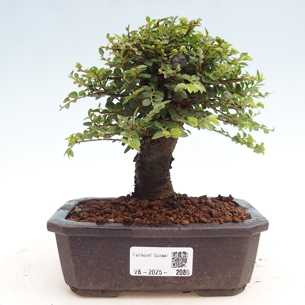 Bonsai für draußen - Ulmus parvifolia Hokkaido - Chinesische Ulme