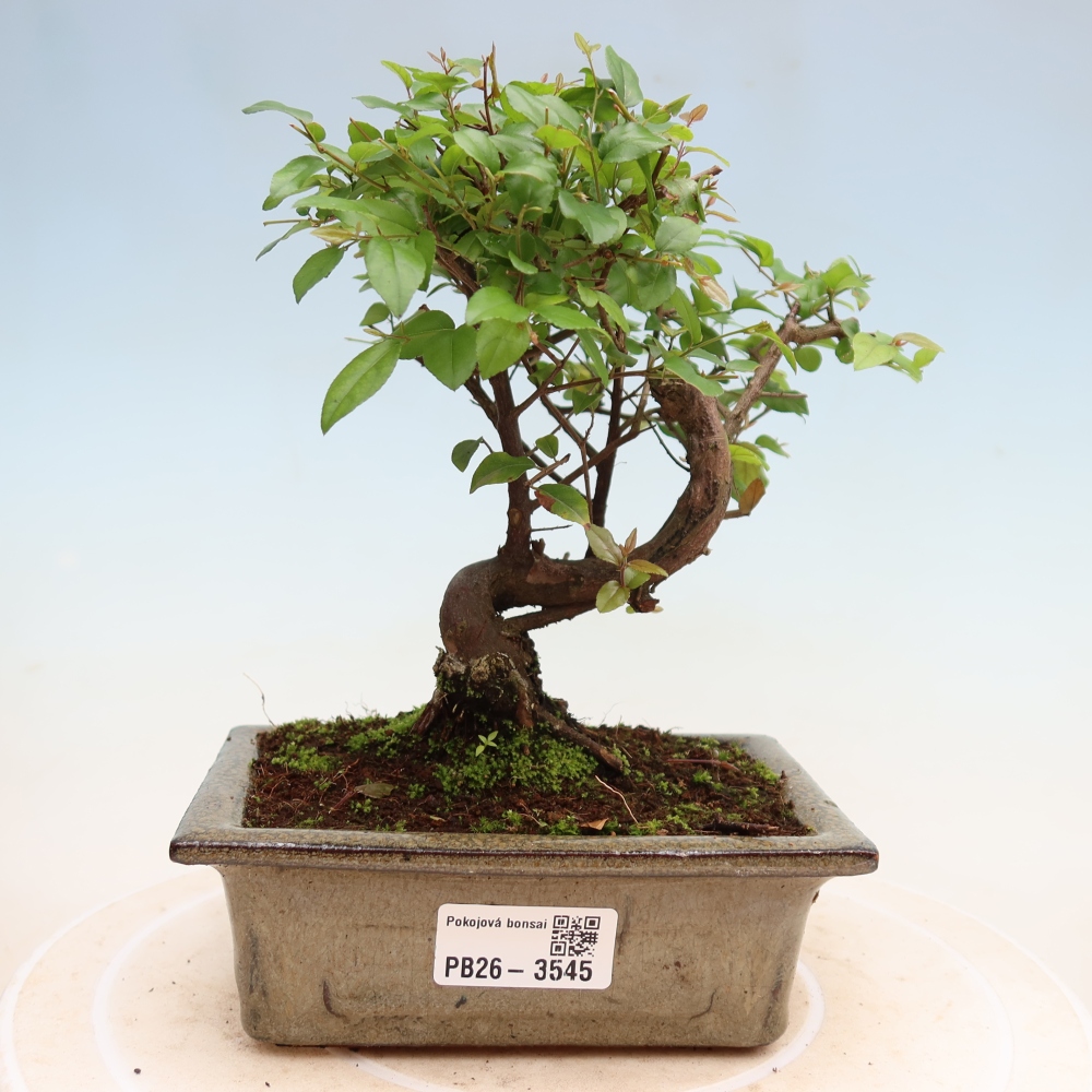 Zimmer Bonsai - Sageretia thea - Sageretia thea