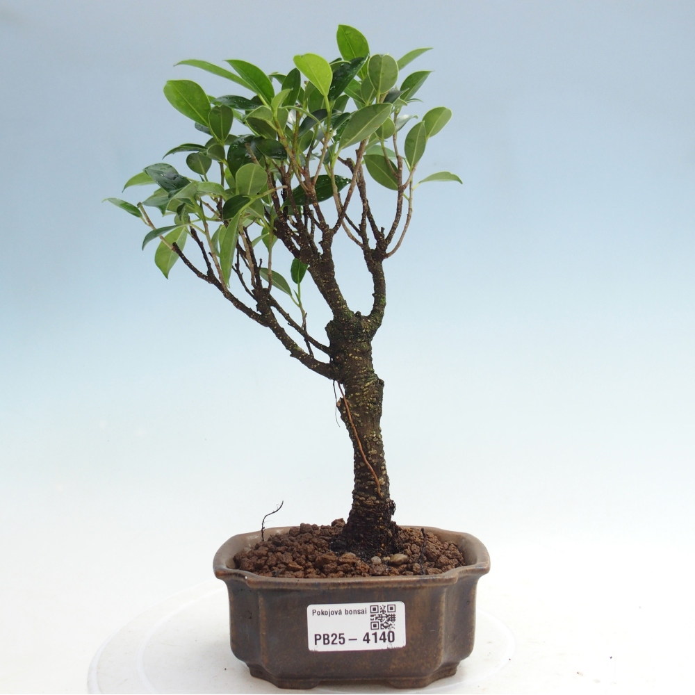 Zimmer Bonsai Ficus retusa kimmen