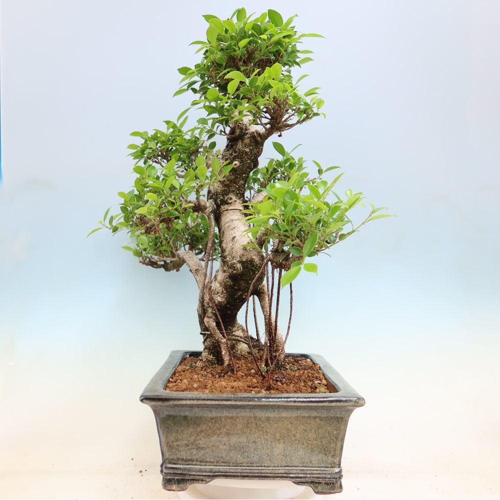 Zimmerbonsai - Ficus kimmen - Kleinblättriger Ficus