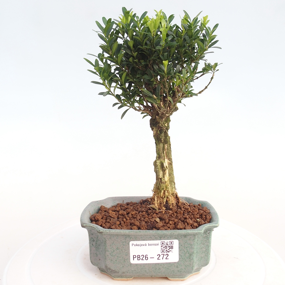 Zimmer Bonsai - Buxus harlandii - Korkbuxus