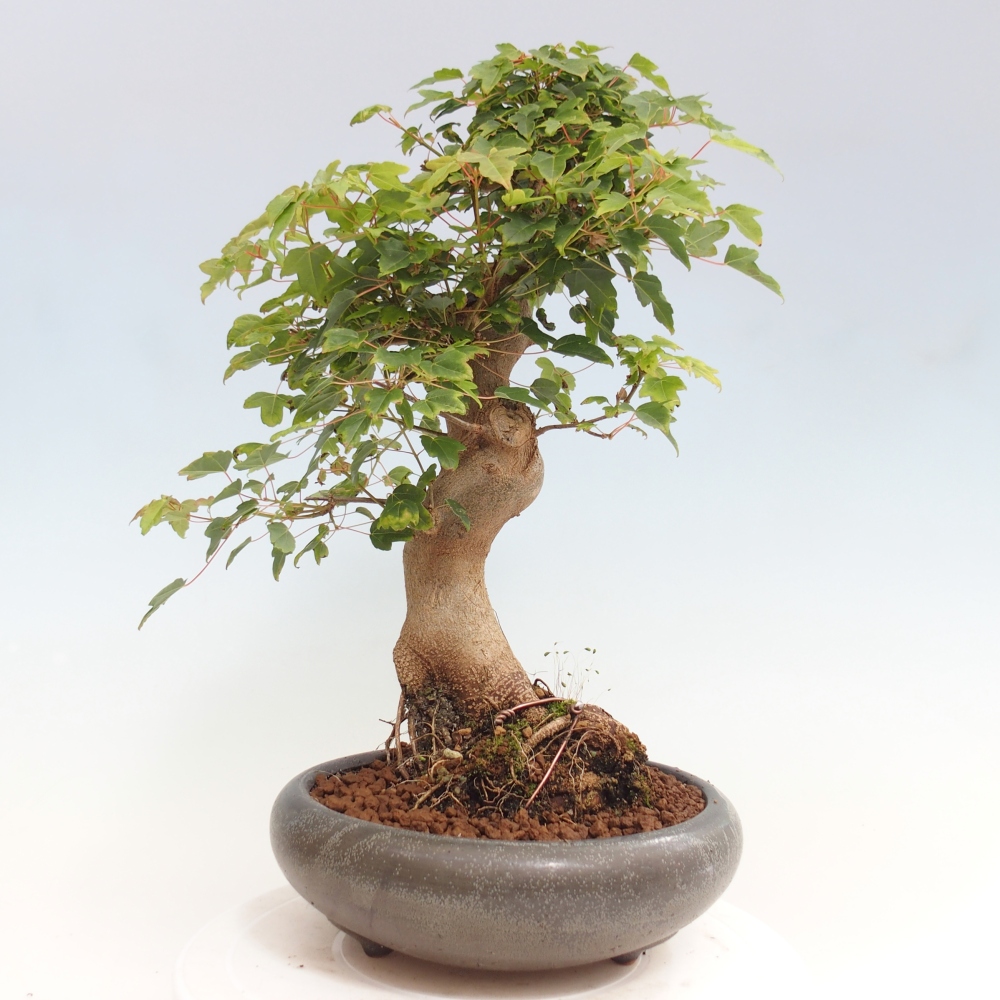 Bonsai für draußen - Acer Buergerianum - Bergahorn
