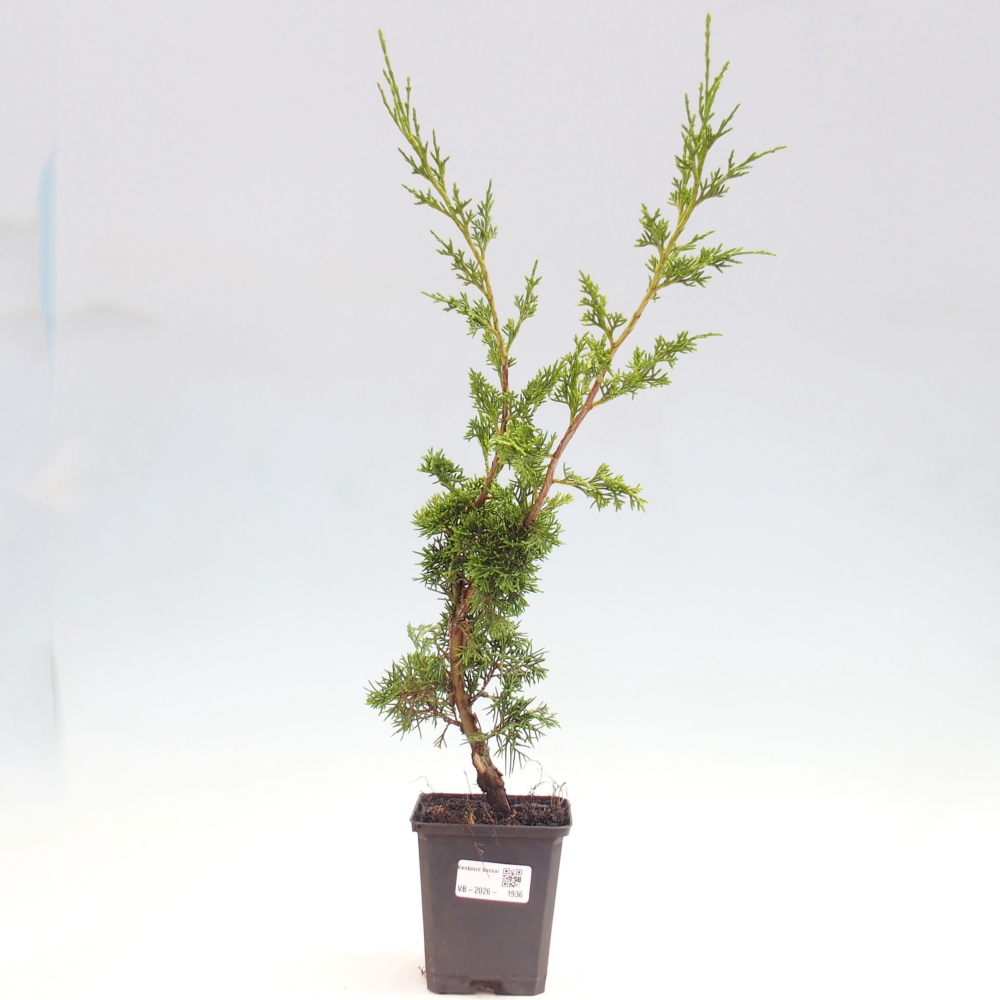 Bonsai für draußen - Juniperus chinensis Itoigawa