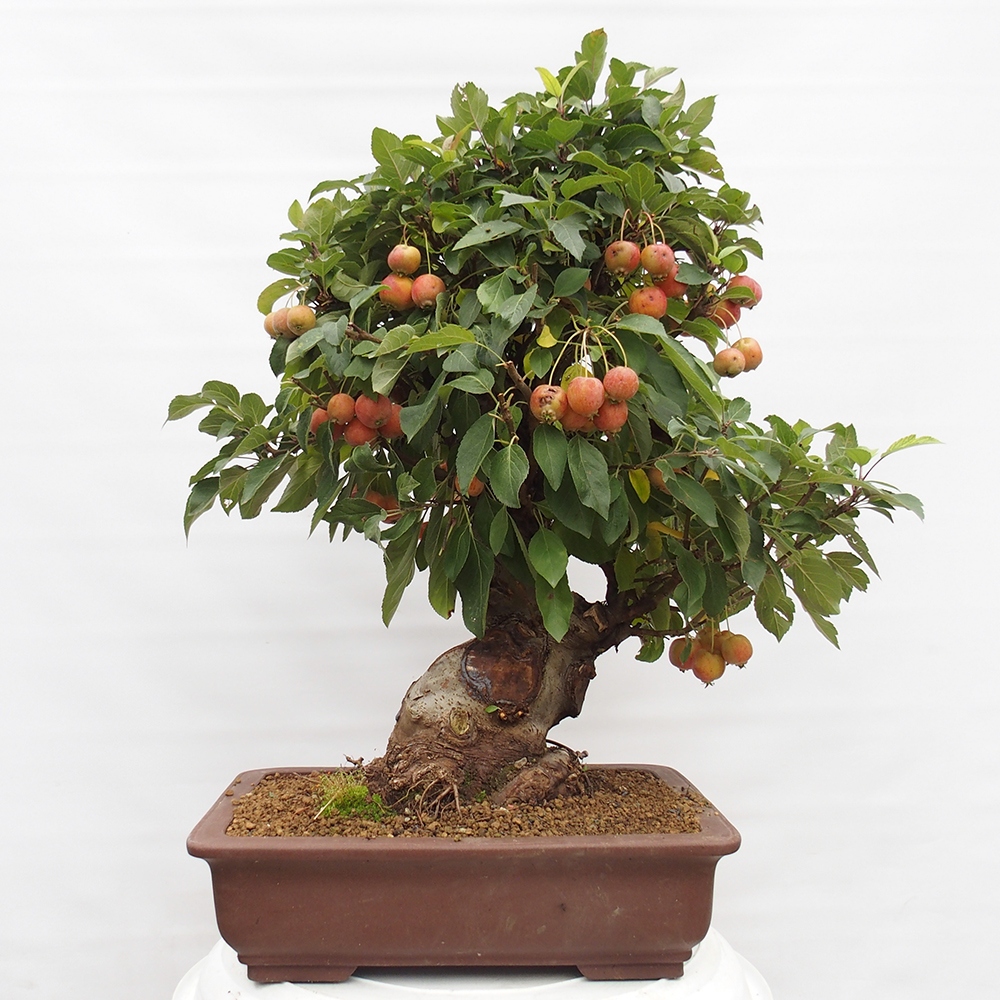 Outdoor-Bonsai -Malus halliana - Kleinfrüchtiger Apfelbaum