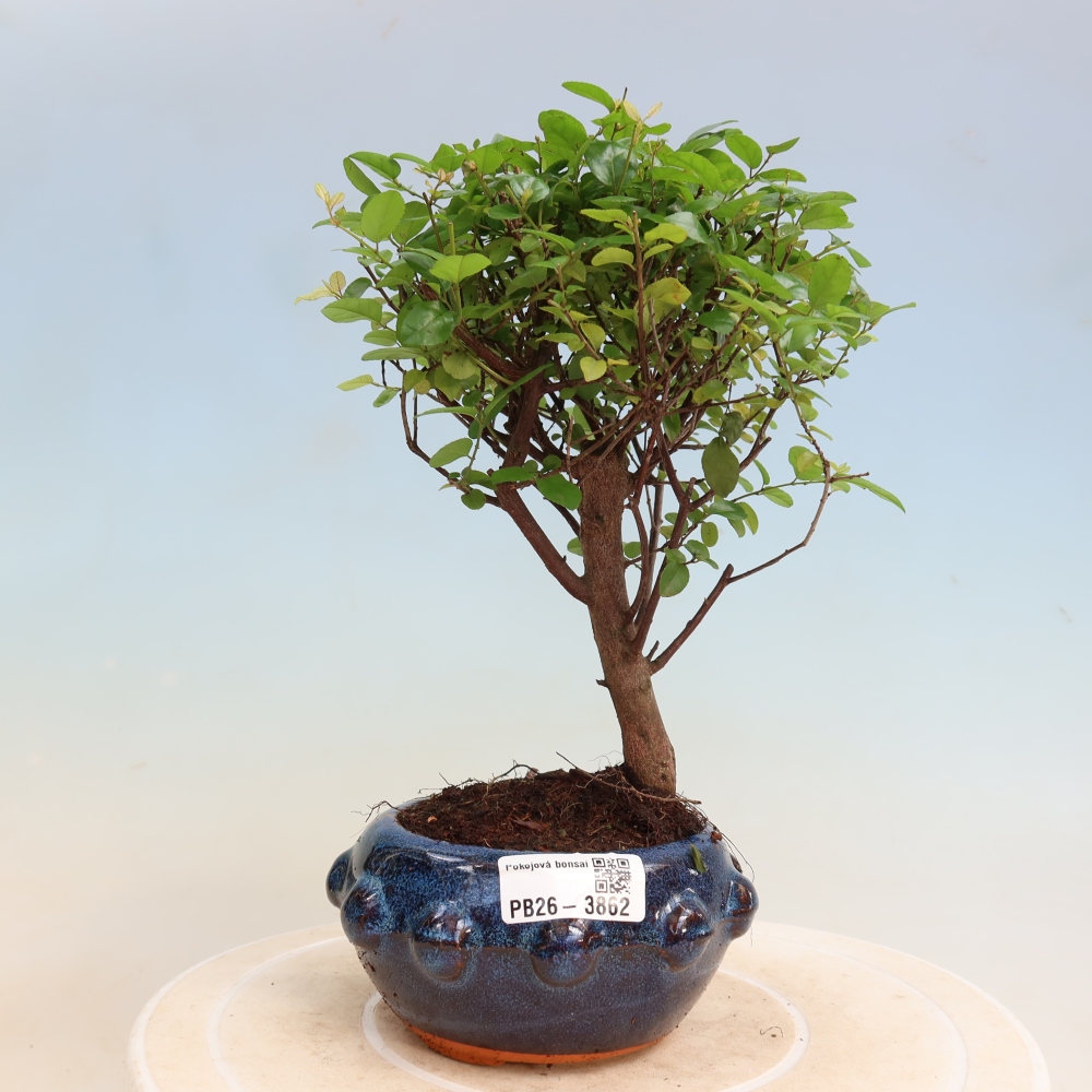 Zimmer Bonsai - Sageretia thea - Sageretia thea