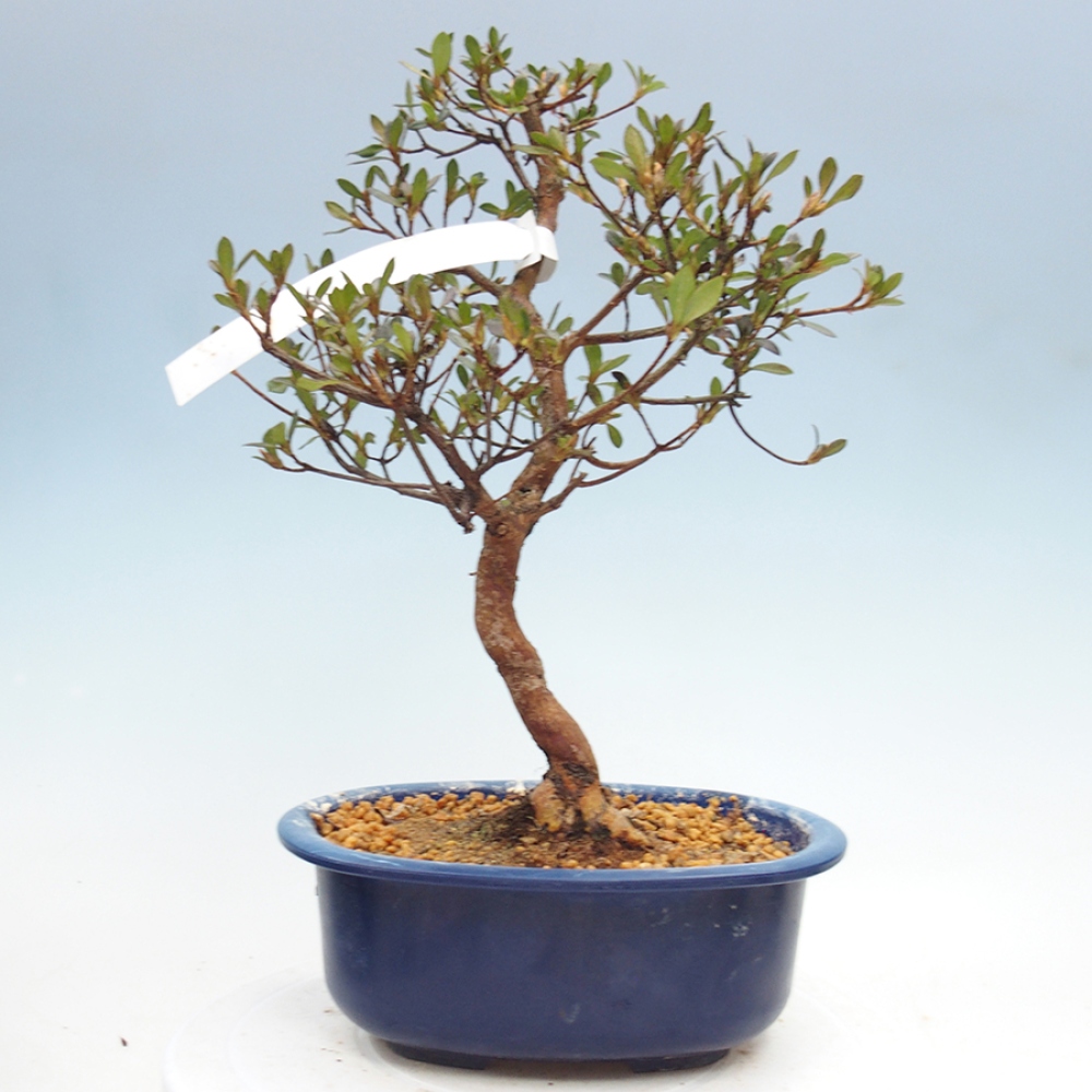Bonsai für draußen - Japanische Azalee - Azalea Mio