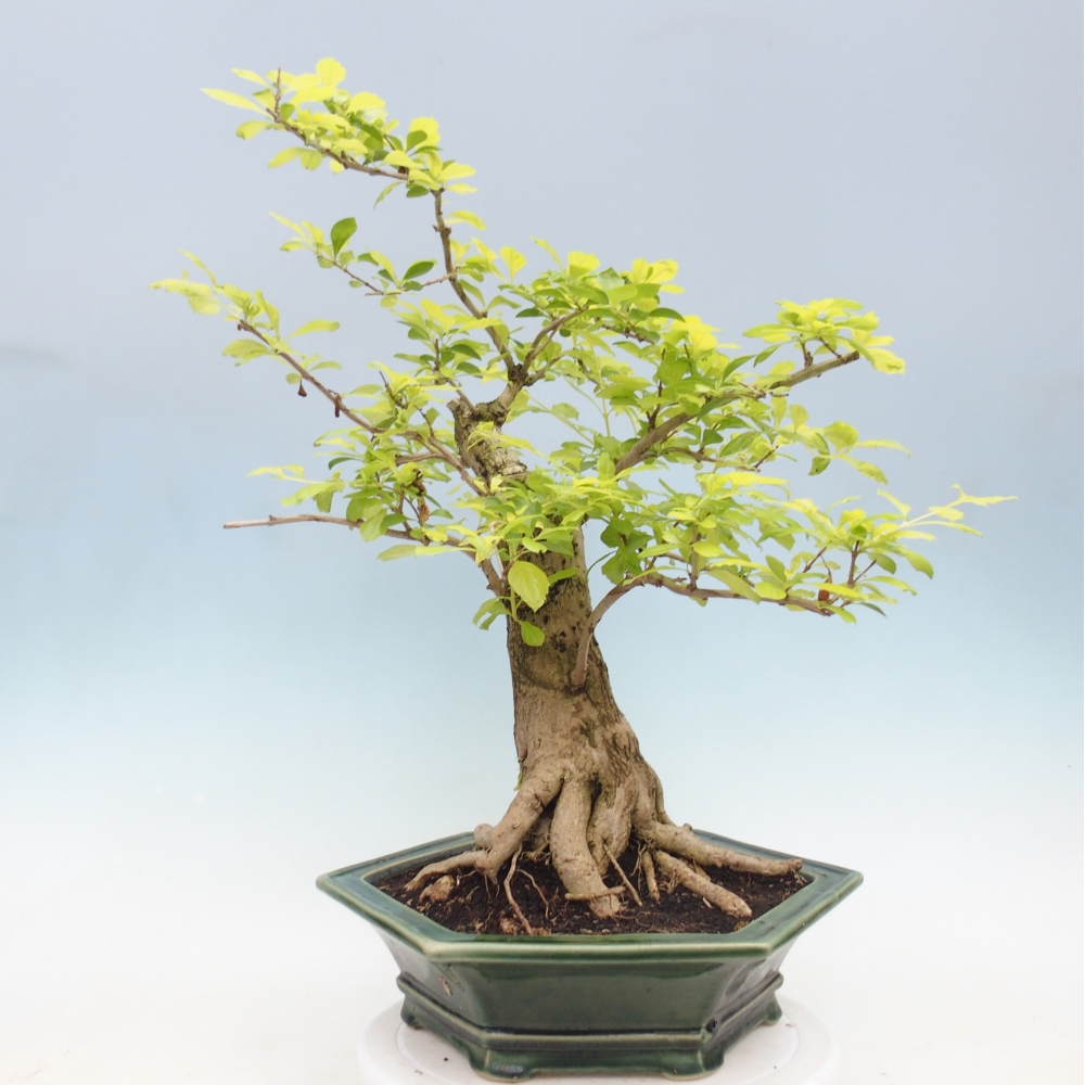 Zimmerbonsai - Duranta erecta Aurea