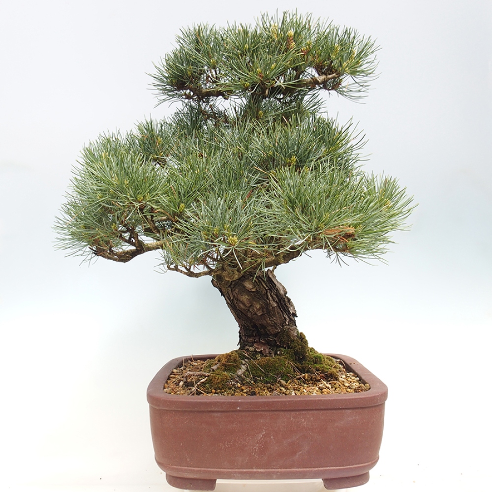 Bonsai für draußen - Pinus parviflora - Pinus parviflora