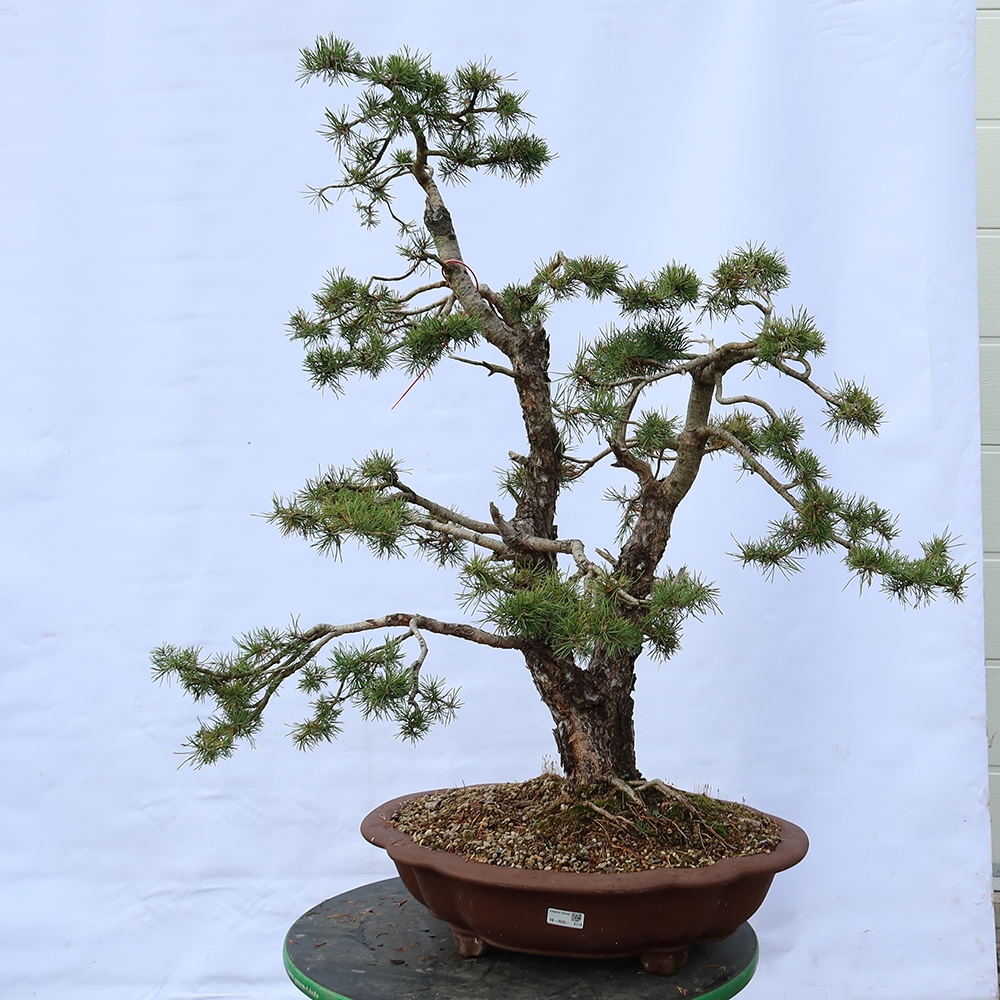 Pinus sylvestris Spanien – Waldkiefer
