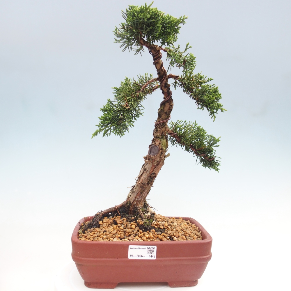 Bonsai für draußen - Juniperus chinensis Kishu