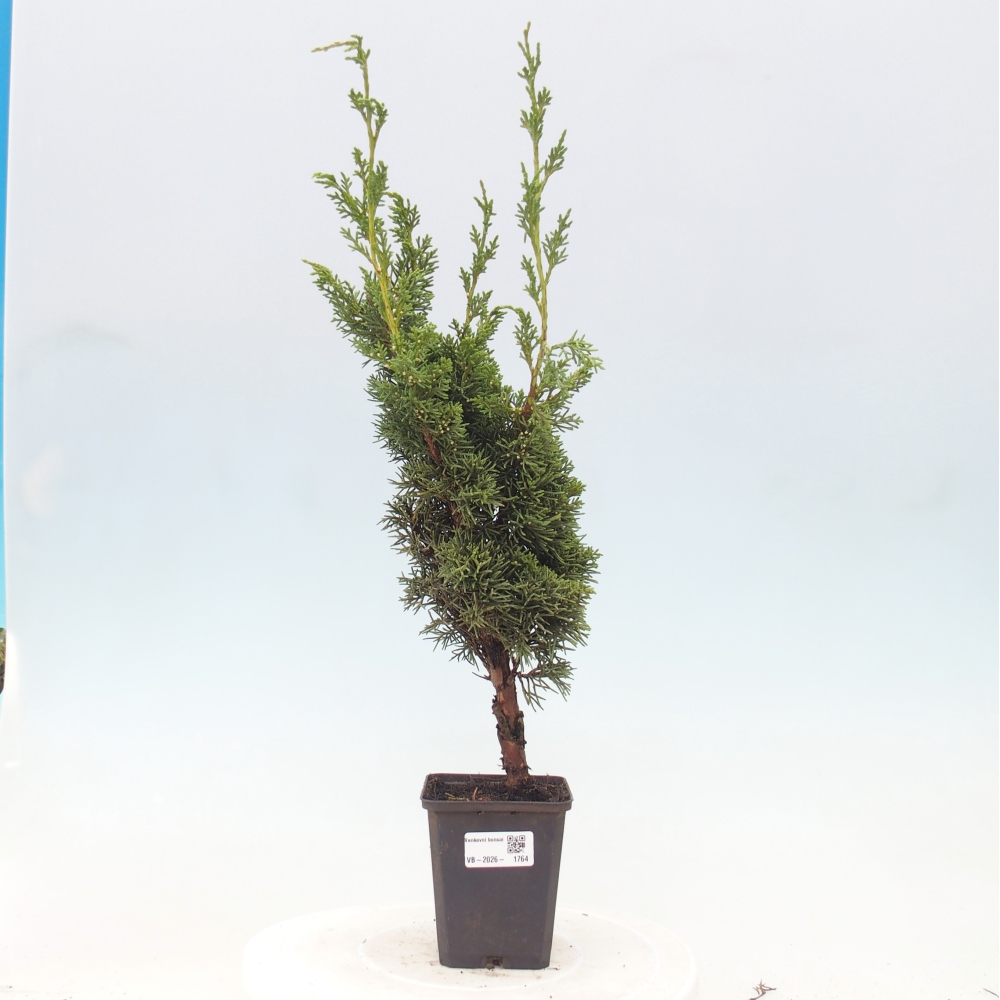 Bonsai für draußen - Juniperus chinensis Kishu