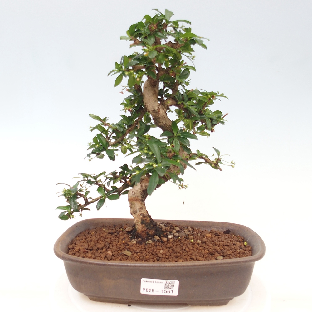 Zimmer-Bonsai - Carmona macrophylla - Tee-Fuki