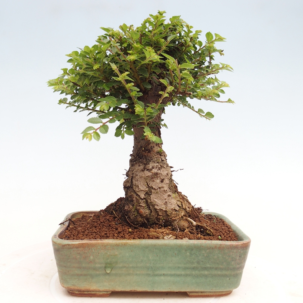Bonsai für draußen - Ulmus parvifolia Hokkaido - Chinesische Ulme