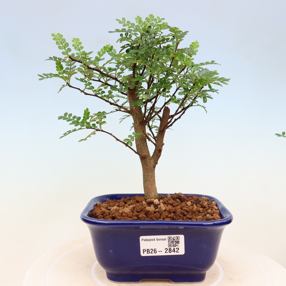 Zimmer Bonsai - Zantoxylum piperitum - Pfefferbaum