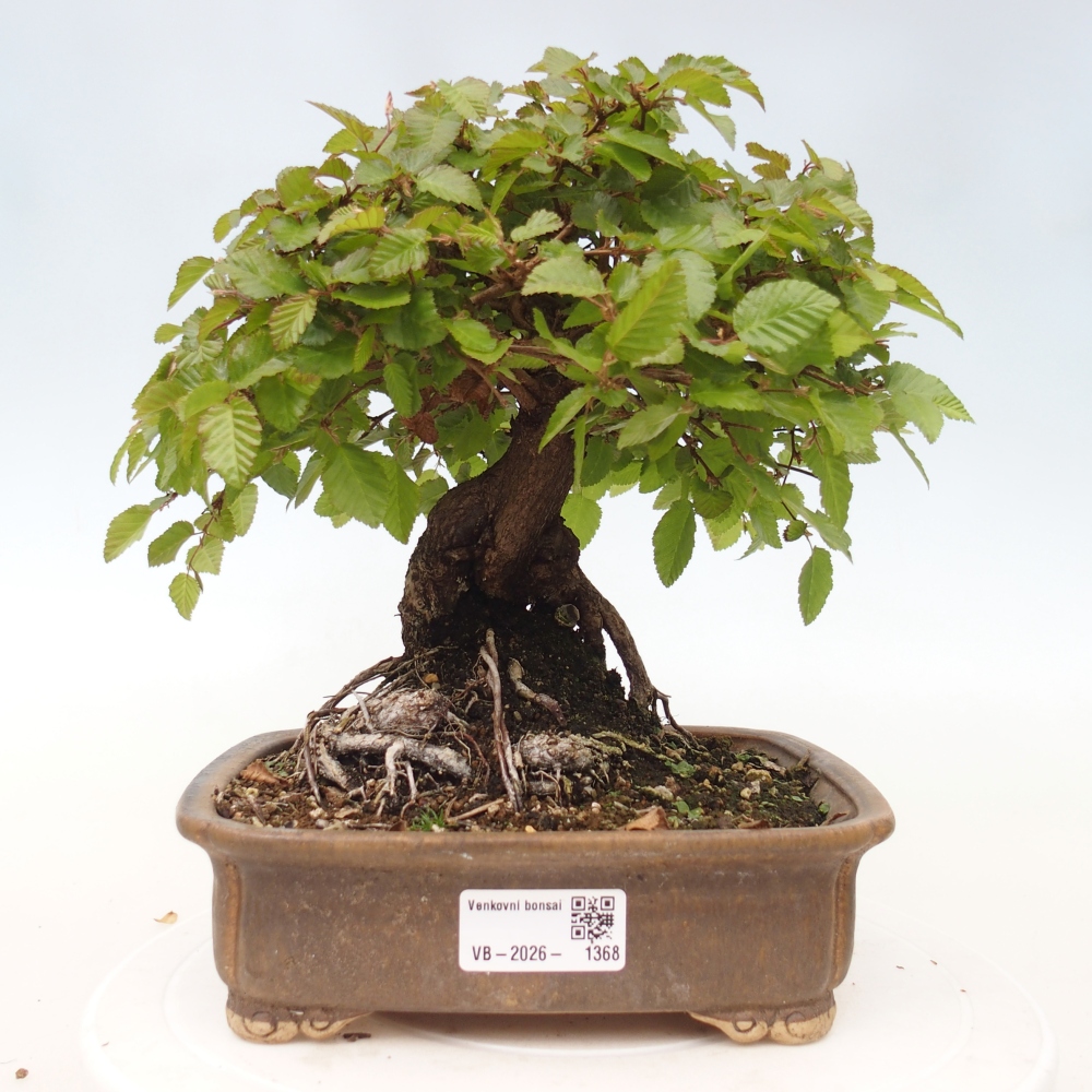 Bonsai für draußen -Carpinus CARPINOIDES - Koreanische Hainbuche