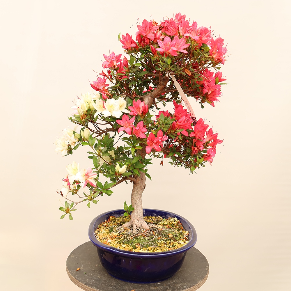 Bonsai für draußen - Japanische Azalee - Azalee CHIHIRO