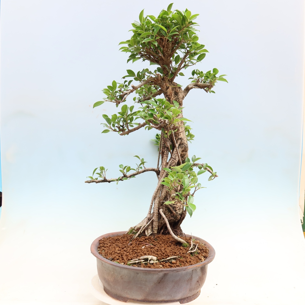 Zimmerbonsai - Ficus kimmen - Kleinblättriger Ficus