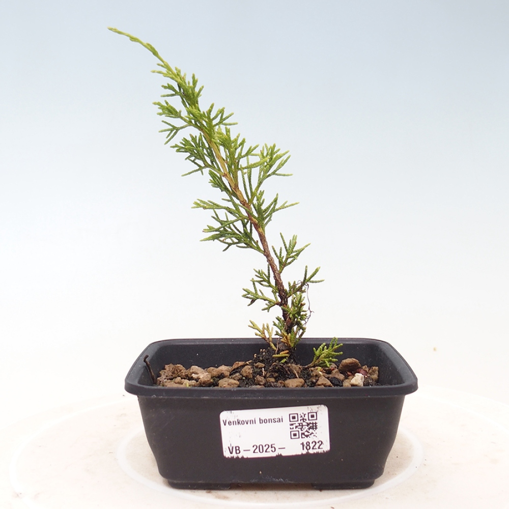 Bonsai für draußen - Juniperus chinensis Itoigawa