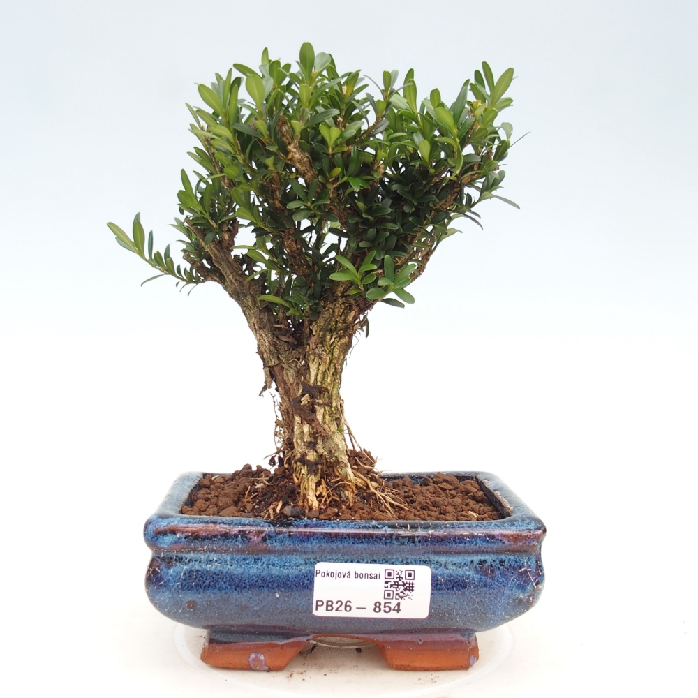 Zimmer Bonsai - Buxus harlandii - Korkbuxus