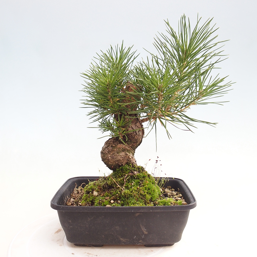 Bonsai für draußen - Pinus thunbergii - Thunberg-Kiefer