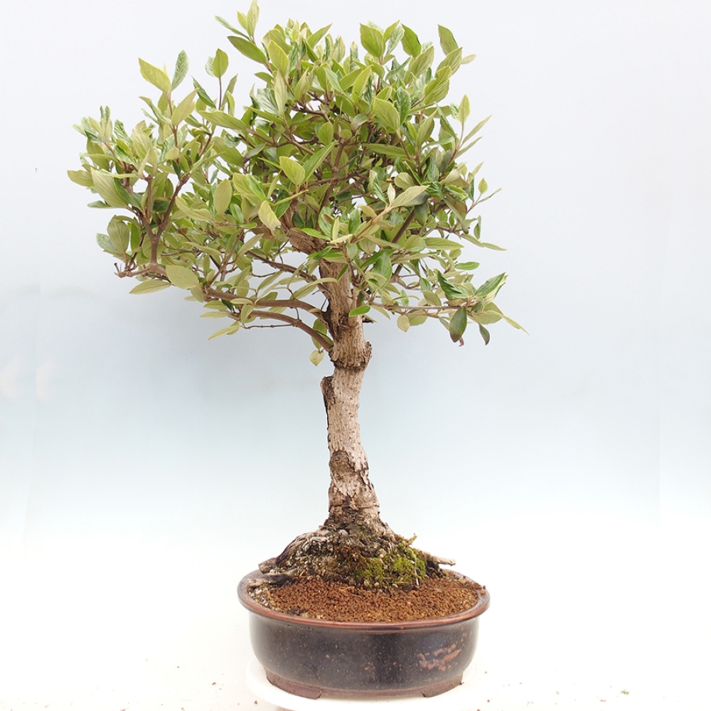 Bonsai für draußen - Kalina Bodnanská - Viburum carlesii hemsi