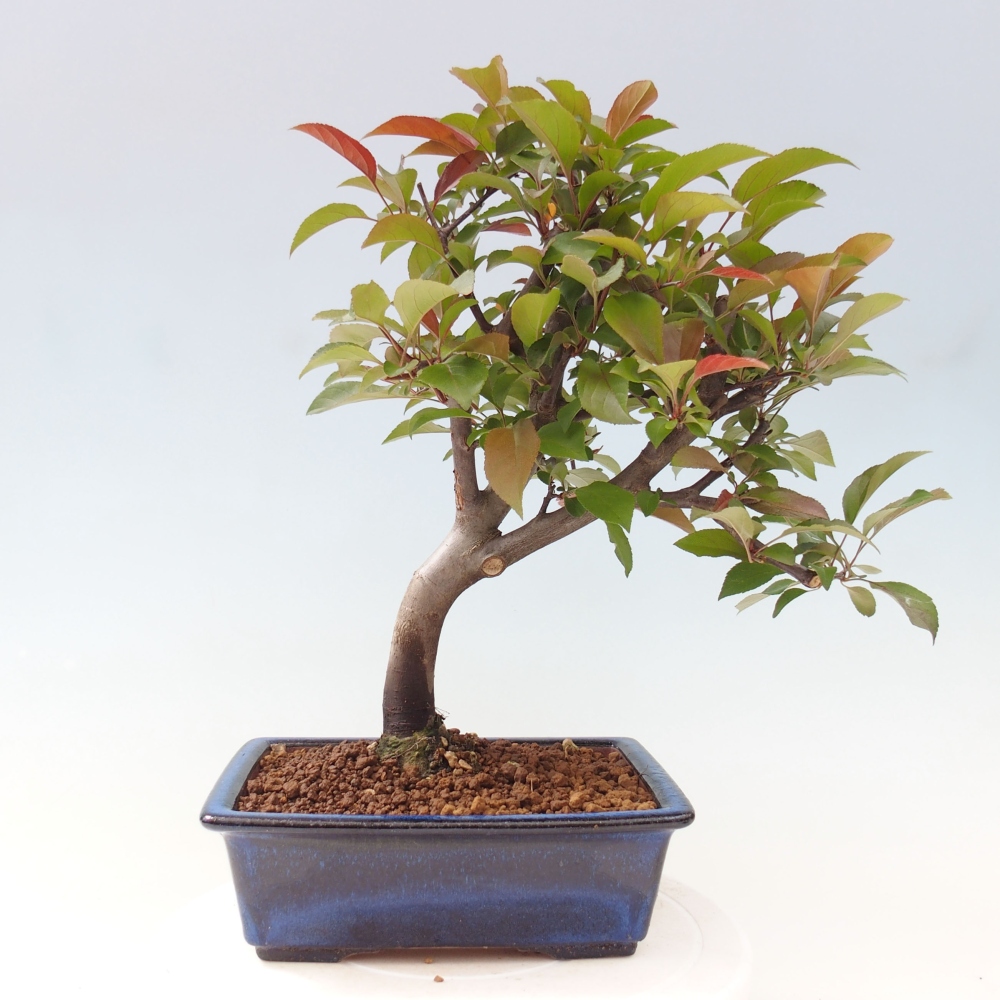 Outdoor-Bonsai -Malus domestica - Kleinfrüchtiger rotblättriger Apfelbaum