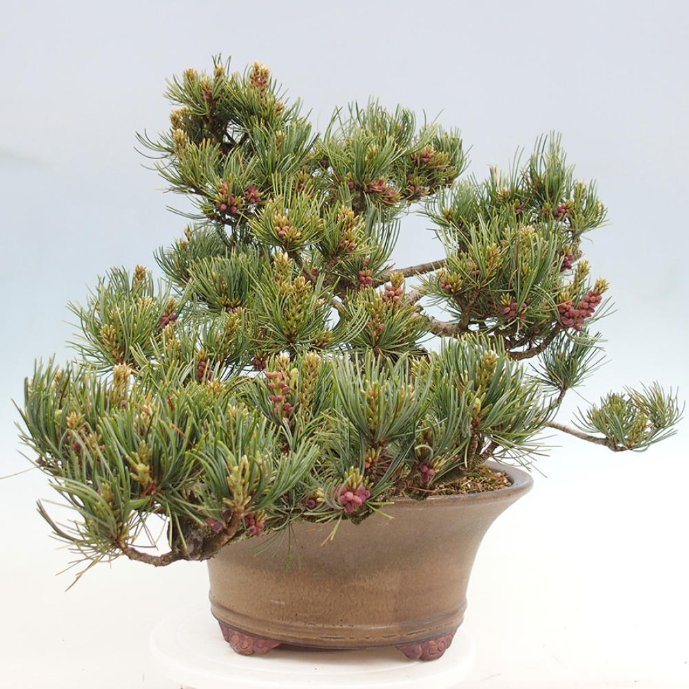 Bonsai für draußen - Pinus parviflora - Pinus parviflora
