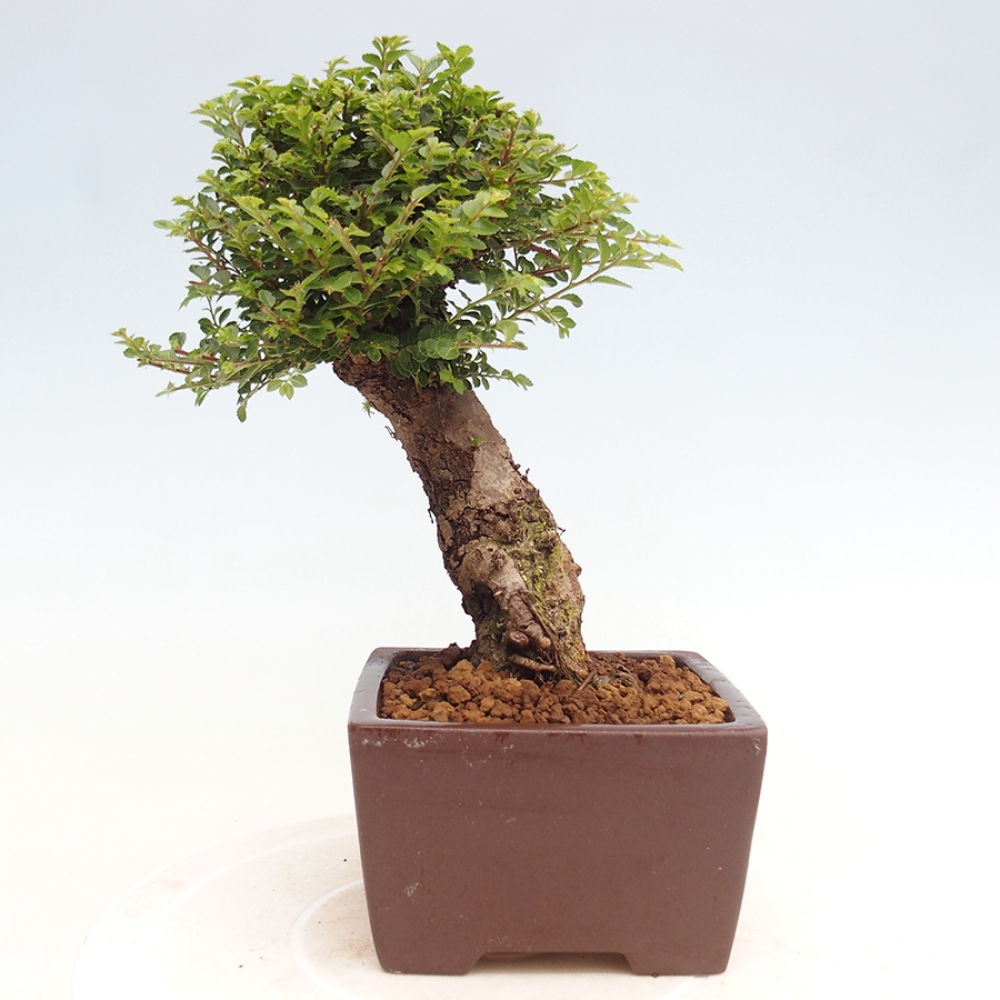 Bonsai für draußen - Ulmus parvifolia Hokkaido - Chinesische Ulme