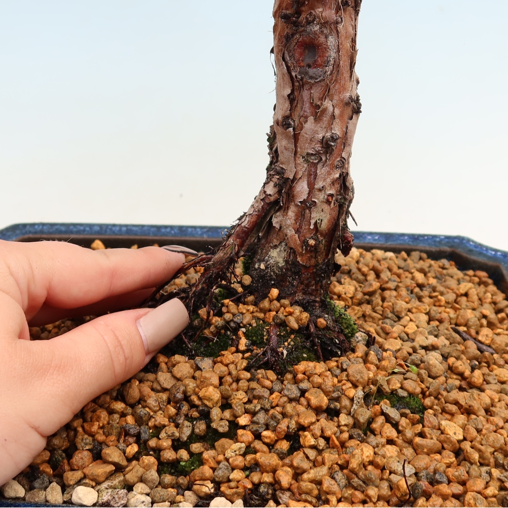 Bonsai für draußen - Juniperus chinensis Kishu