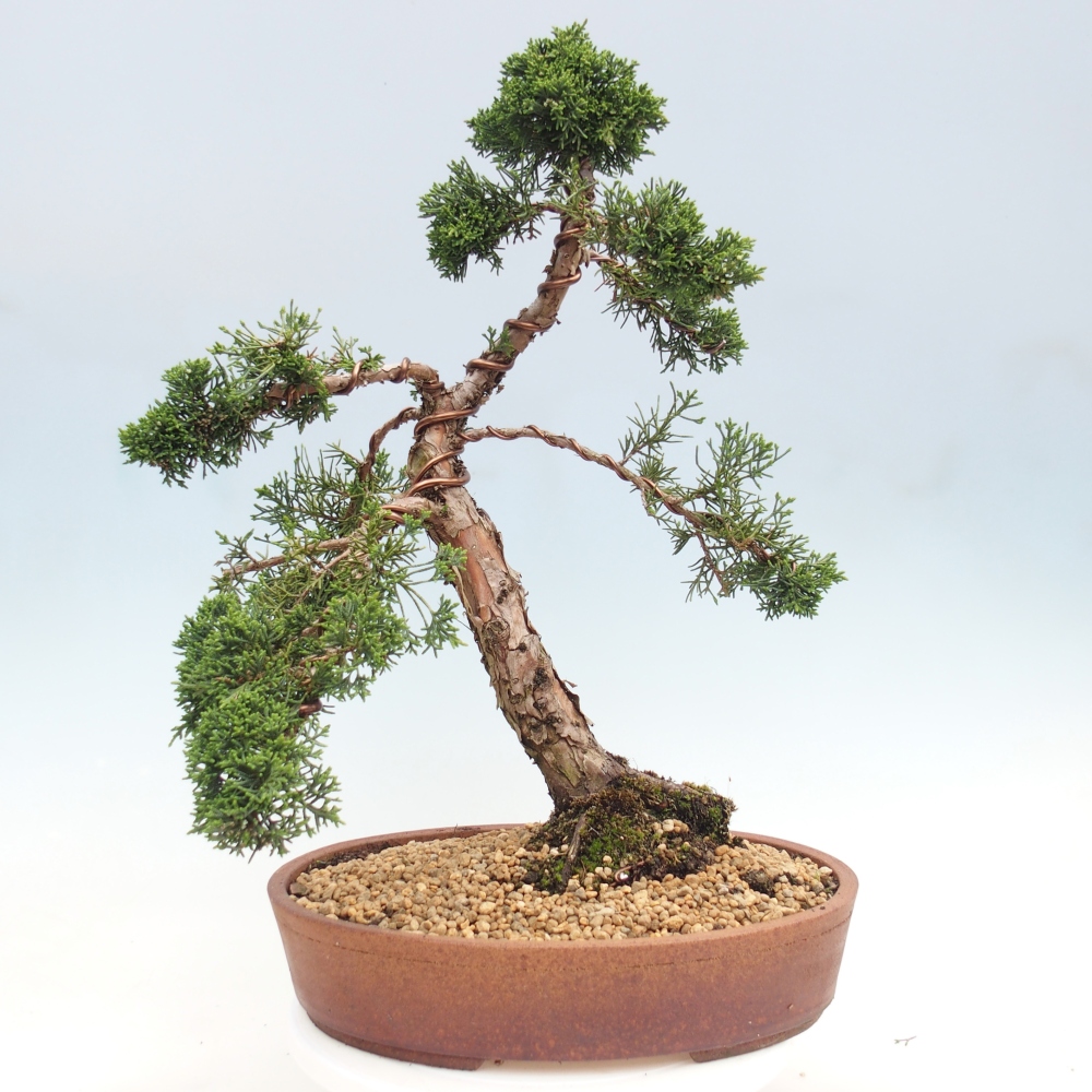 Bonsai für draußen - Juniperus chinensis Kishu