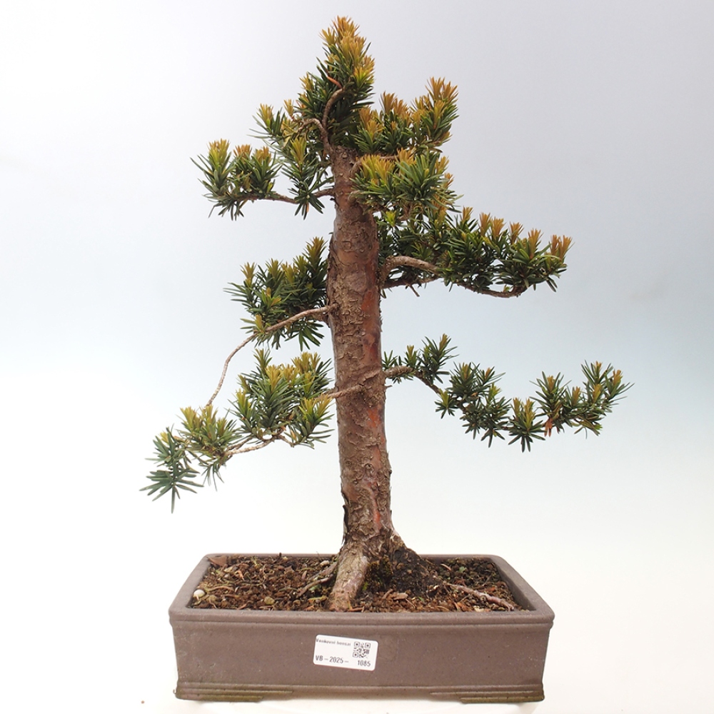 Bonsai für draußen - Taxus cuspidata - Japanische Eibe