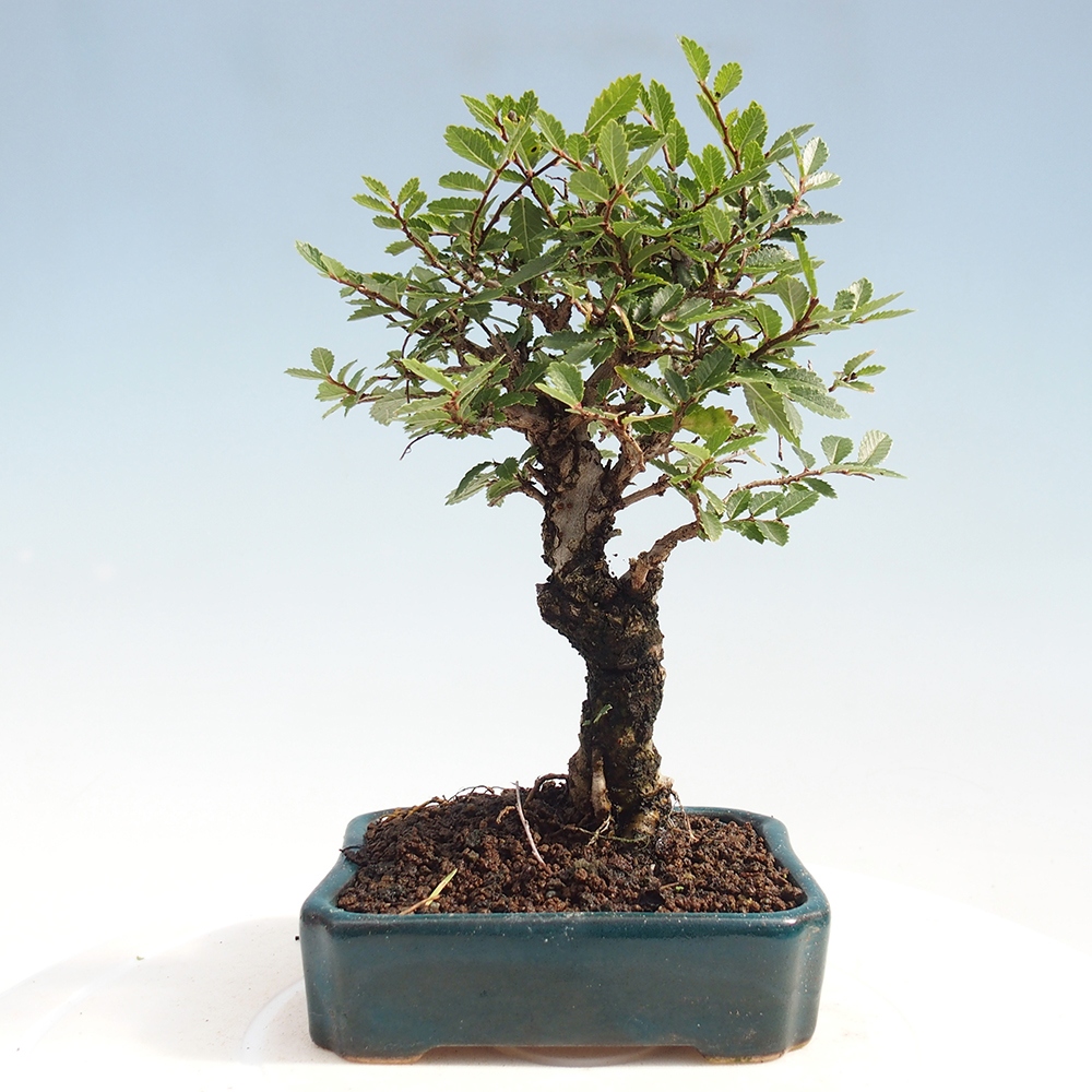 Bonsai für draußen - Zelkova - Zelkova NIRE