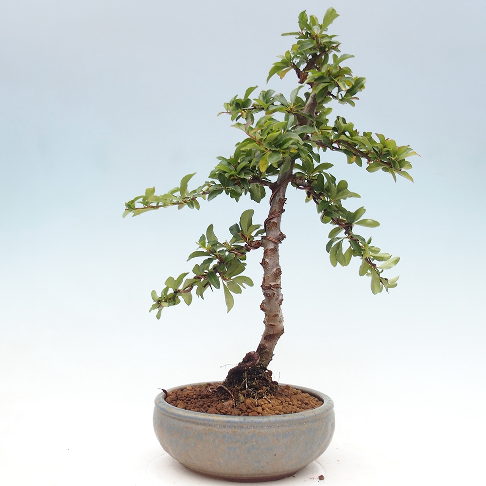 Freiland-Bonsai-Pyracantha Teton -Hlox