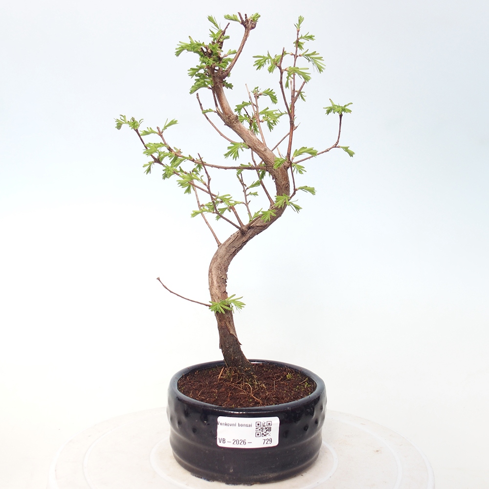 Bonsai für draußen - Metasequoia glyptostroboides - Chinesische Metasequoia