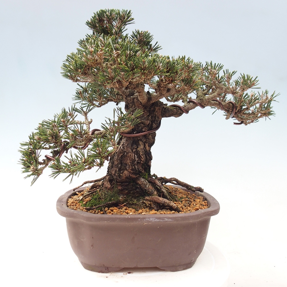 Bonsai für draußen - Pinus thunbergii Kotobuki - Thunberg-Kiefer