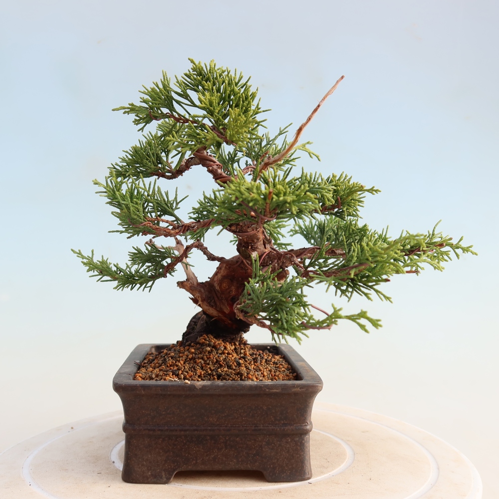 Bonsai für draußen - Juniperus chinensis Itoigawa