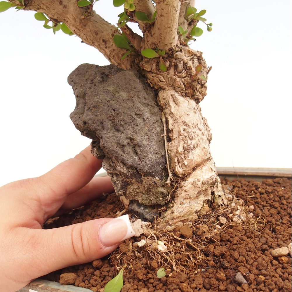 Bonsai für draußen - Berberis coreana