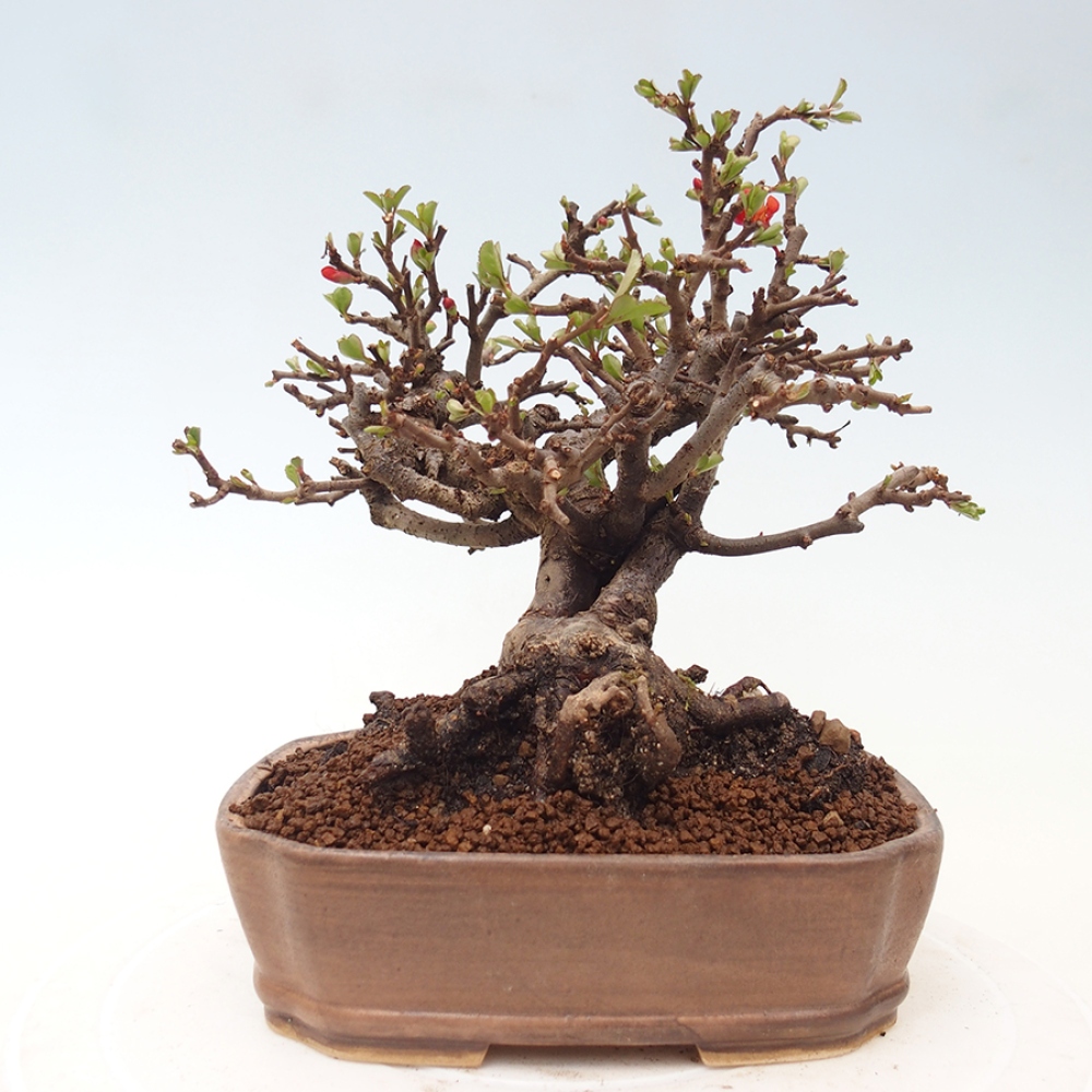 Bonsai für draußen - Chaneomeles speciosa - Quitte
