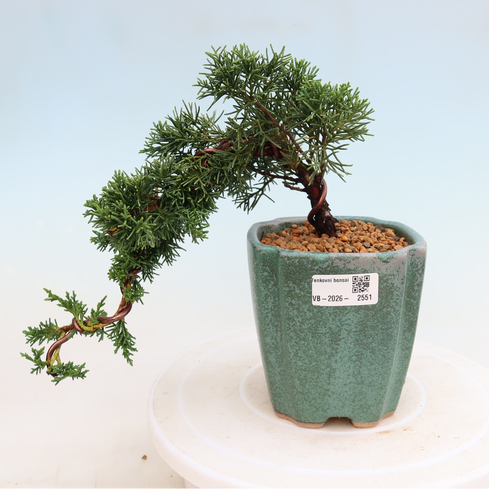 Bonsai für draußen - Juniperus chinensis Kishu