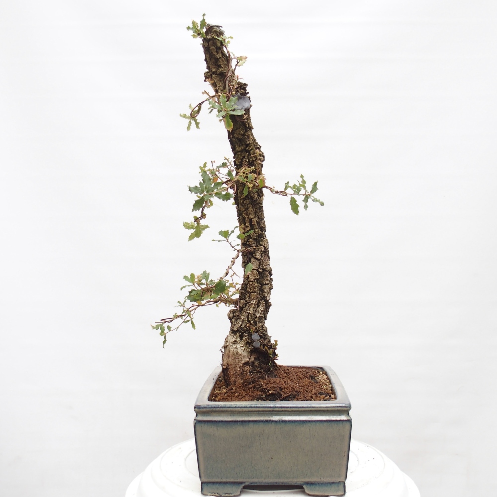 Yamadori - Quercus Ilex - Eichenstechpalme
